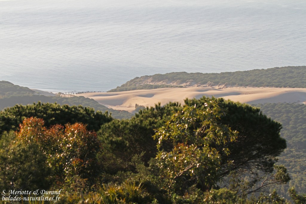 Dune de Bolonia