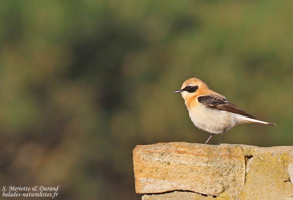 Traquet oreillard, Bolonia