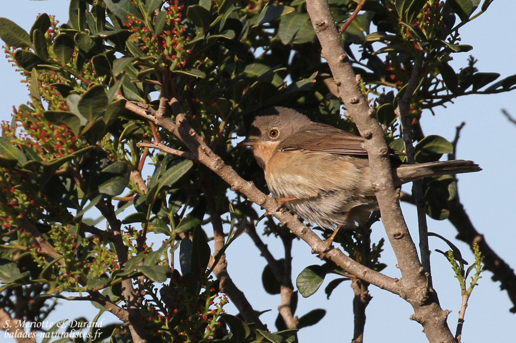 Fauvette passerinette, Bolonia