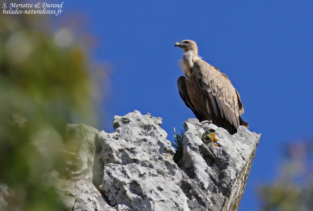 Vautour fauve, Bolonia