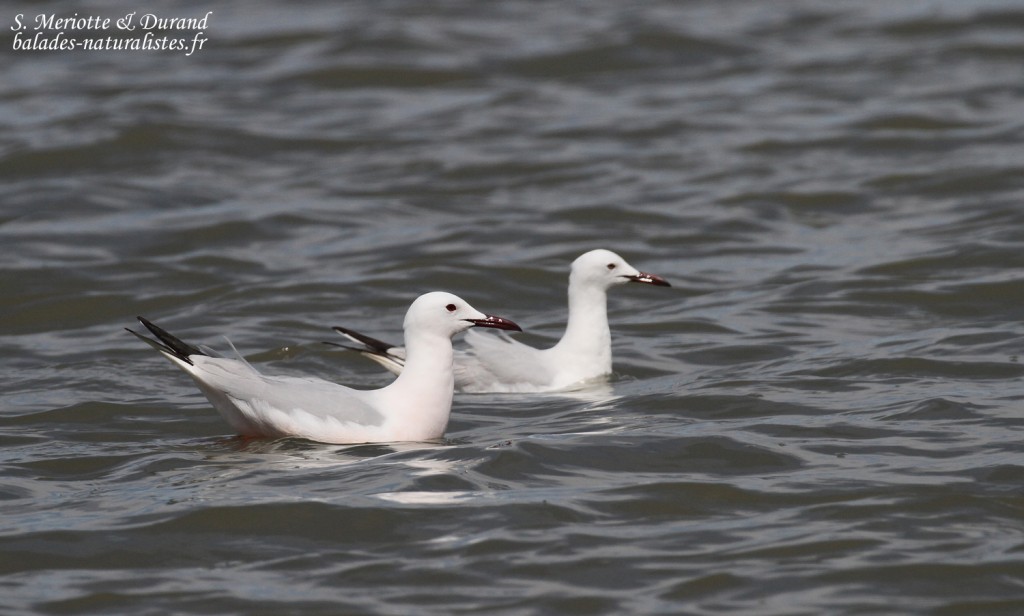 Goélands railleurs, salins de Bonanza, Parc national de Donana