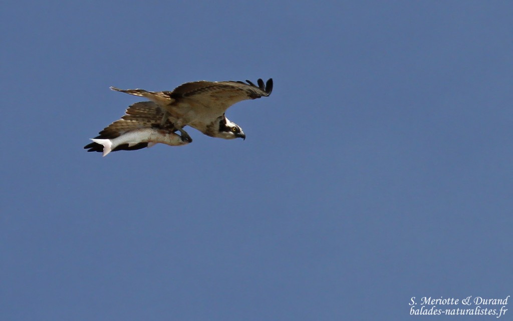Balbuzard pêcheur, salins de Bonanza, Parc national de Donana