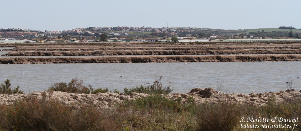 Salins de Bonanza, Parc national de Donana