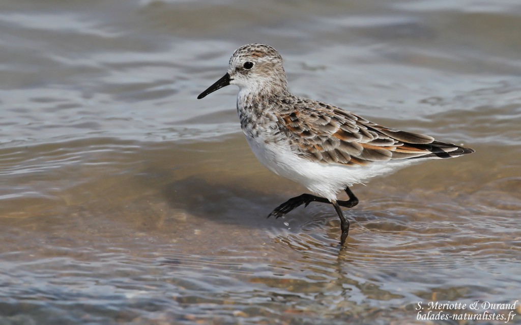 Bécasseau minute, salins de Bonanza, Parc national de Donana