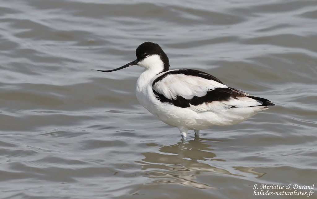 Avocette élégante, salins de Bonanza, Parc national de Donana