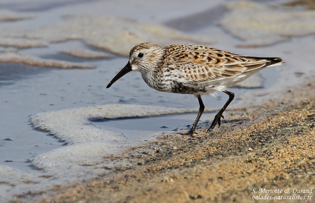 Bécasseau variable, salins de Bonanza, Parc national de Donana