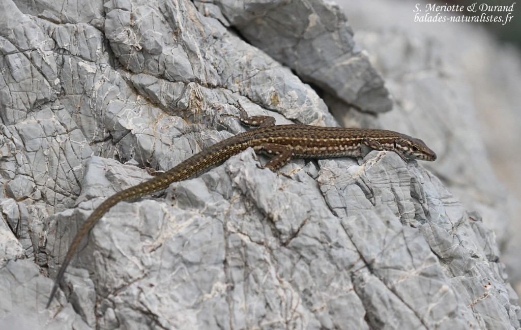 Lézard tyrrhénien, sentier des douaniers depuis Macinaggio