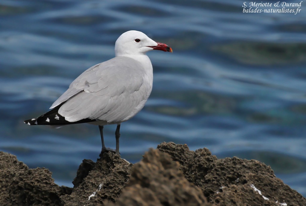 Goéland d'Audouin, sentier des douaniers depuis Macinaggio
