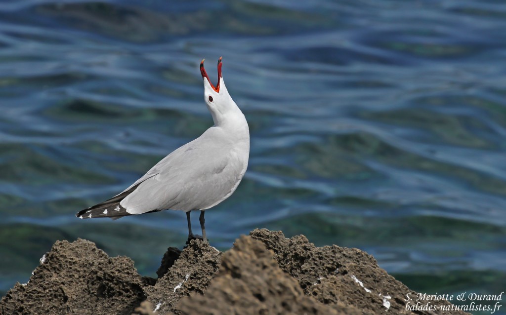 Goéland d'Audouin, sentier des douaniers depuis Macinaggio