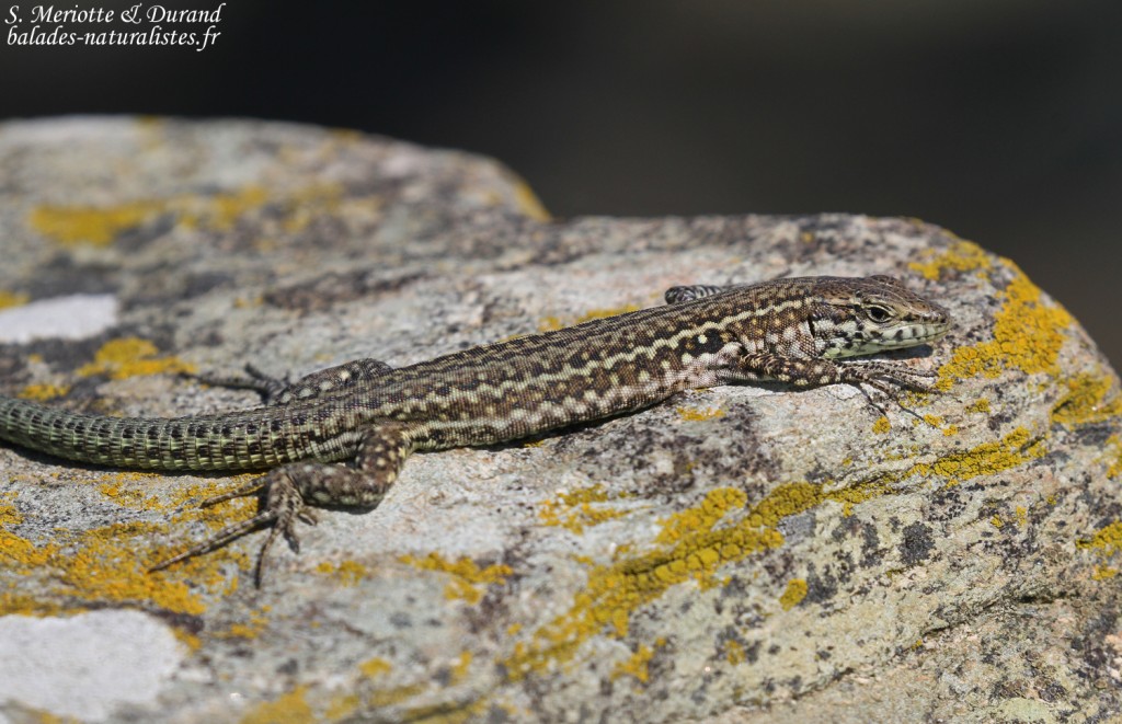 Lézard tyrrhénien, Cap Corse