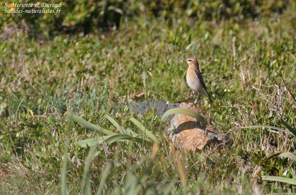 Traquet motteux sur les hauteurs de Barcaggio