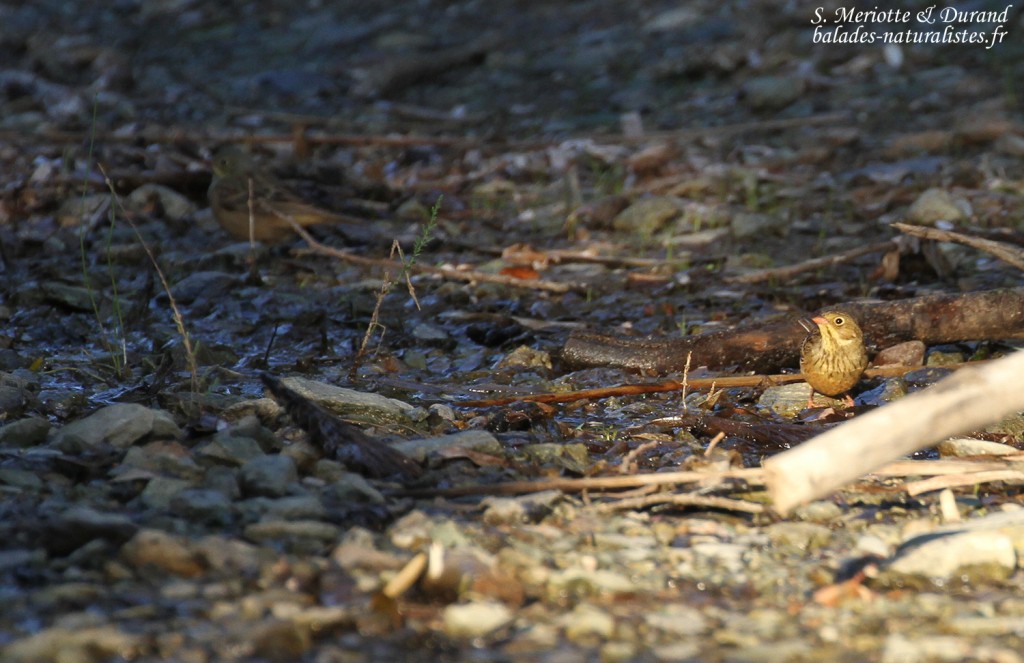 Bruants ortolans, Barcaggio