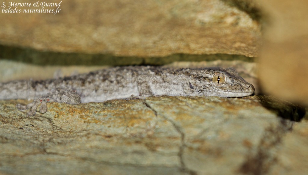 Tarente de Maurétanie, Barcaggio