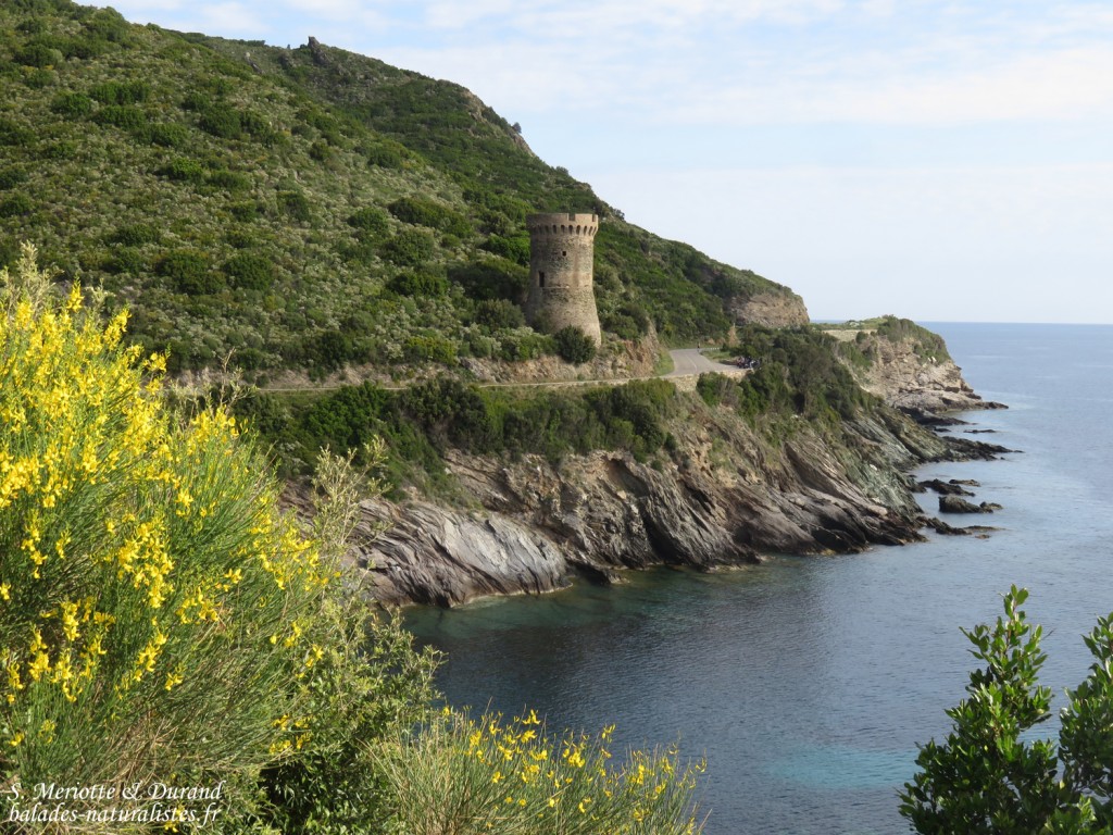 Route du Cap Corse