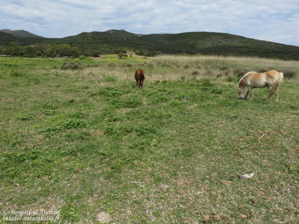 Zone humide près de Macinaggio