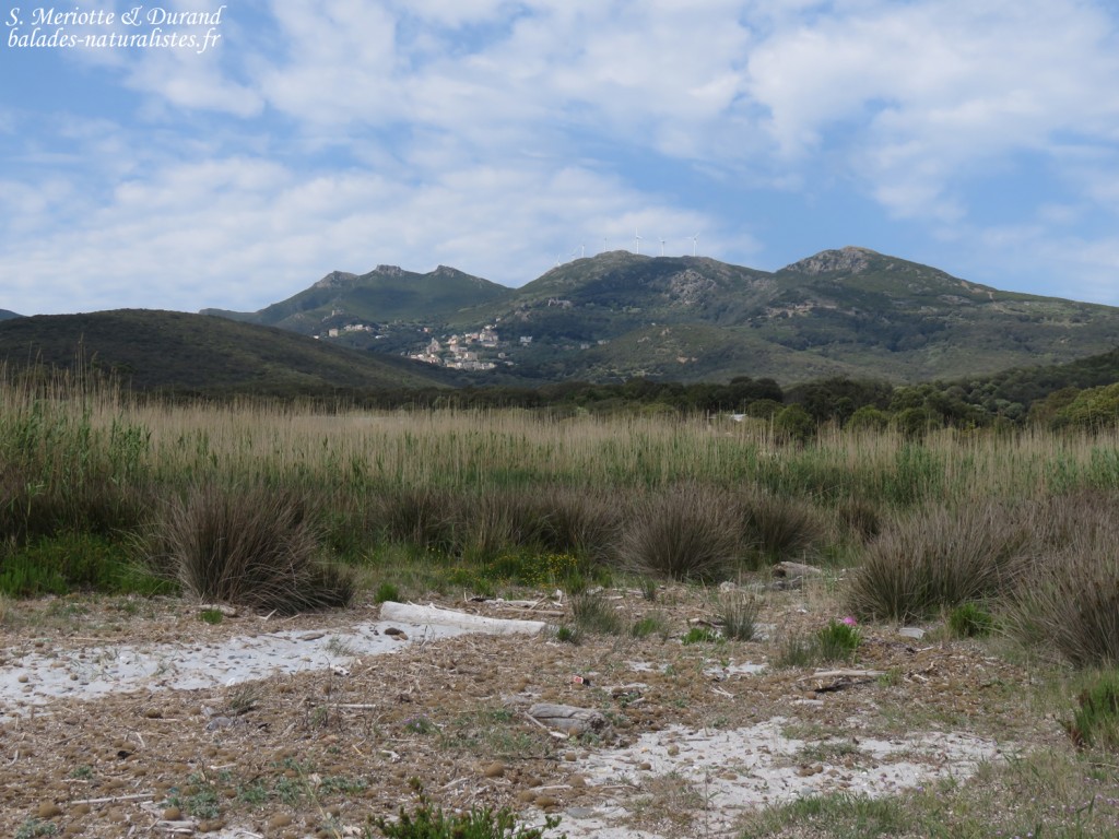 Zone humide près de Macinaggio
