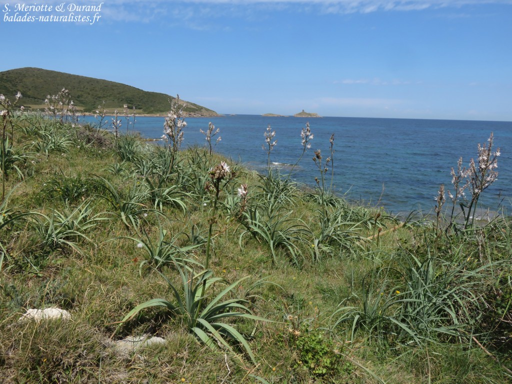 Sentier des douanier près de Macinaggio