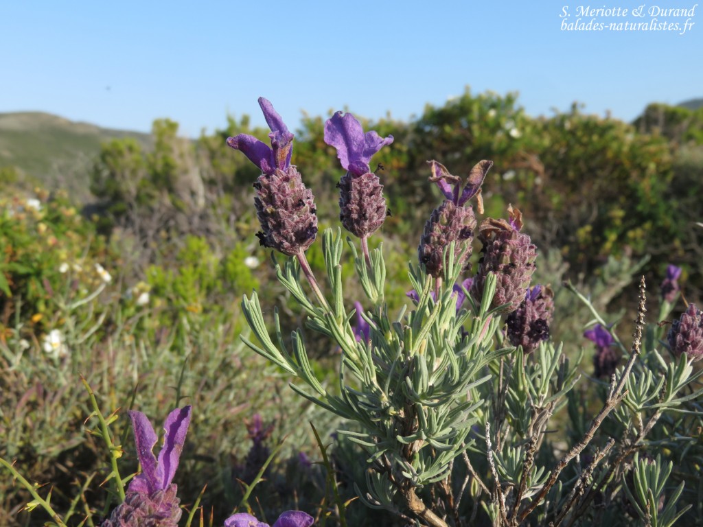 Lavande stoechas, Cap Corse