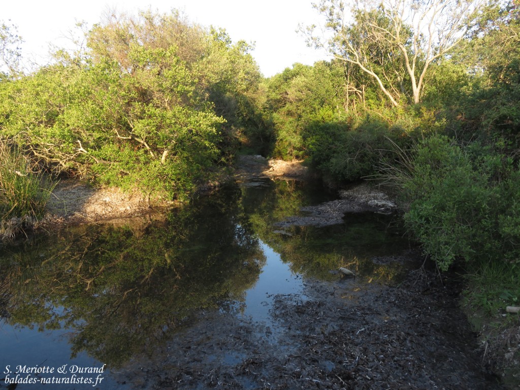 Barcaggio, ruisseau aquae tignese