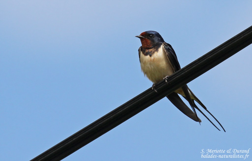 Hirondelle rustique, Cap Corse