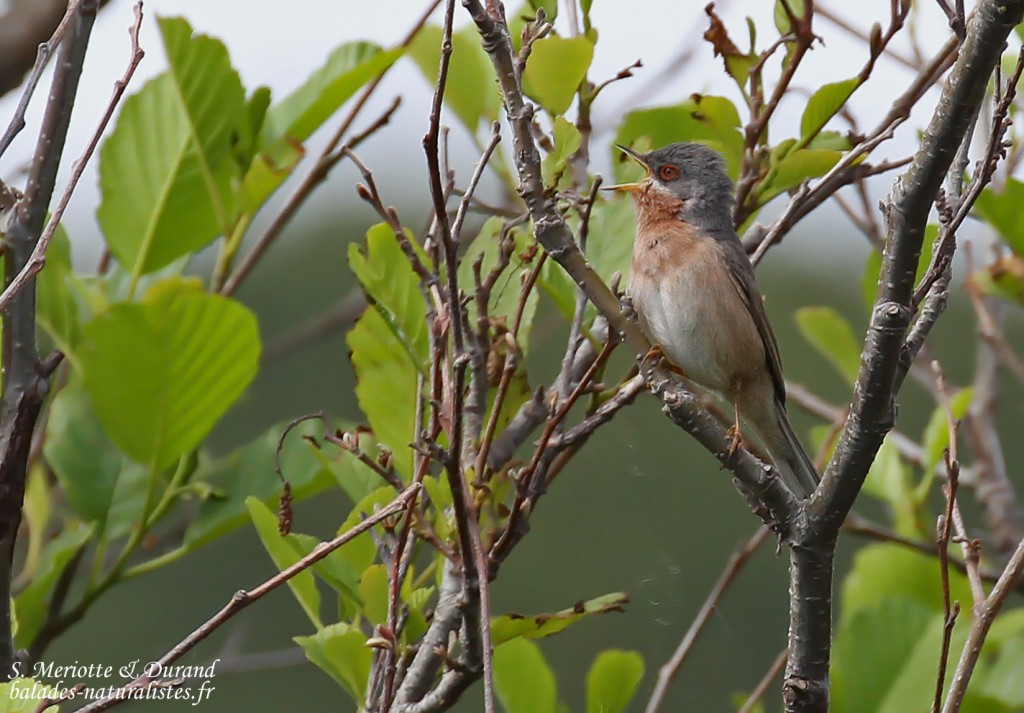 Fauvette de Moltoni, Cap Corse