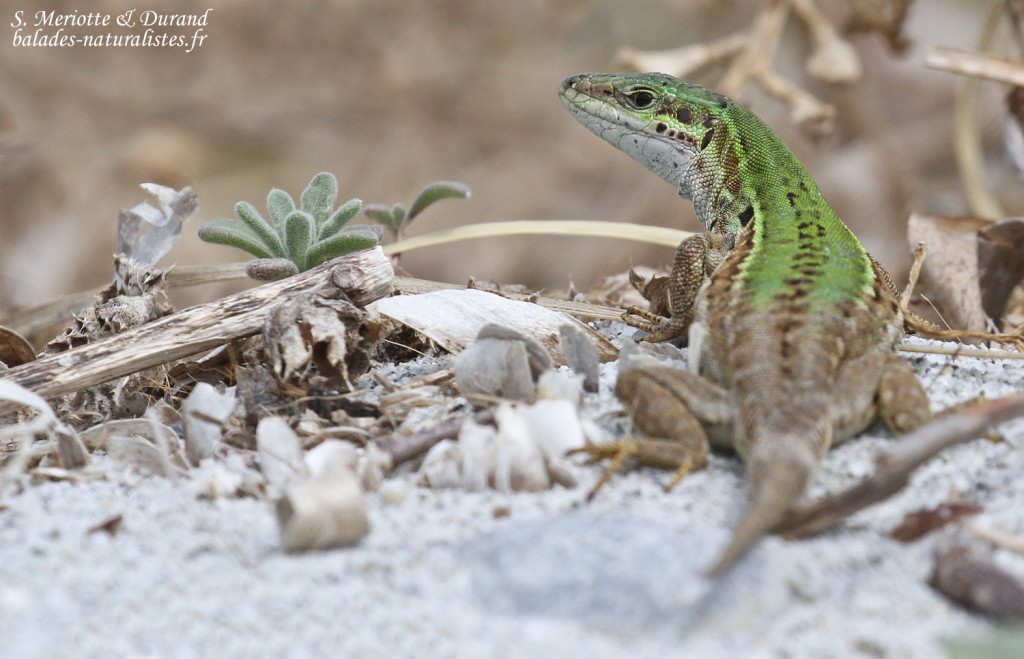 Lézard sicilien, plage de Macinaggio, Cap Corse