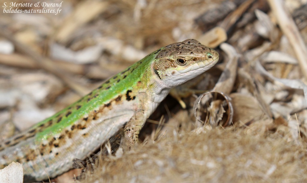 cap-corse (7)lezard-sicilien