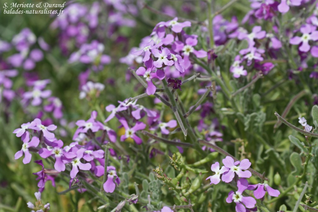  plage de Macinaggio, Cap Corse