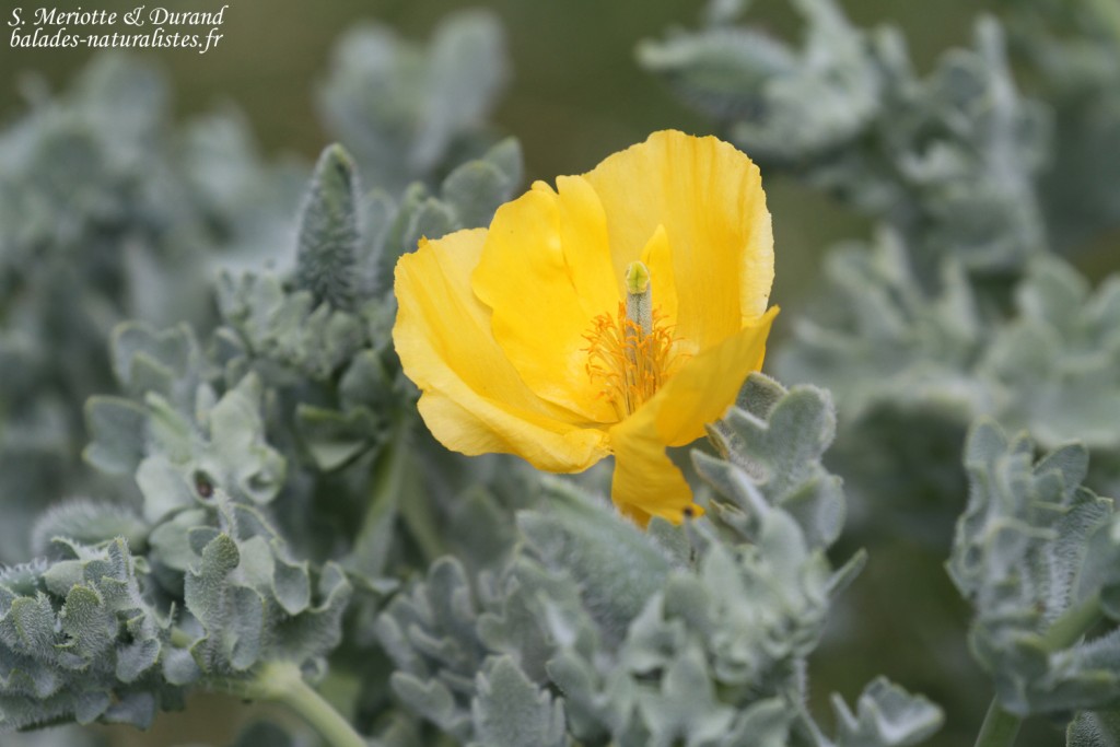 Pavot cornu, plage de Macinaggio, Cap Corse