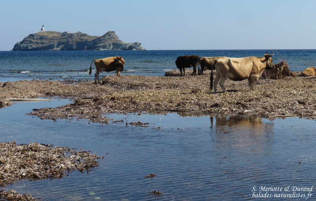 L'île de la Giraglia, Cap corse