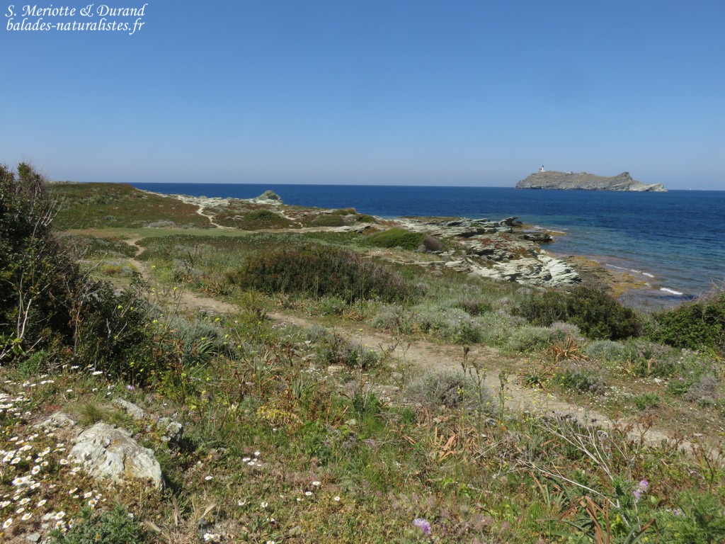L'île de la Giraglia, Cap corse