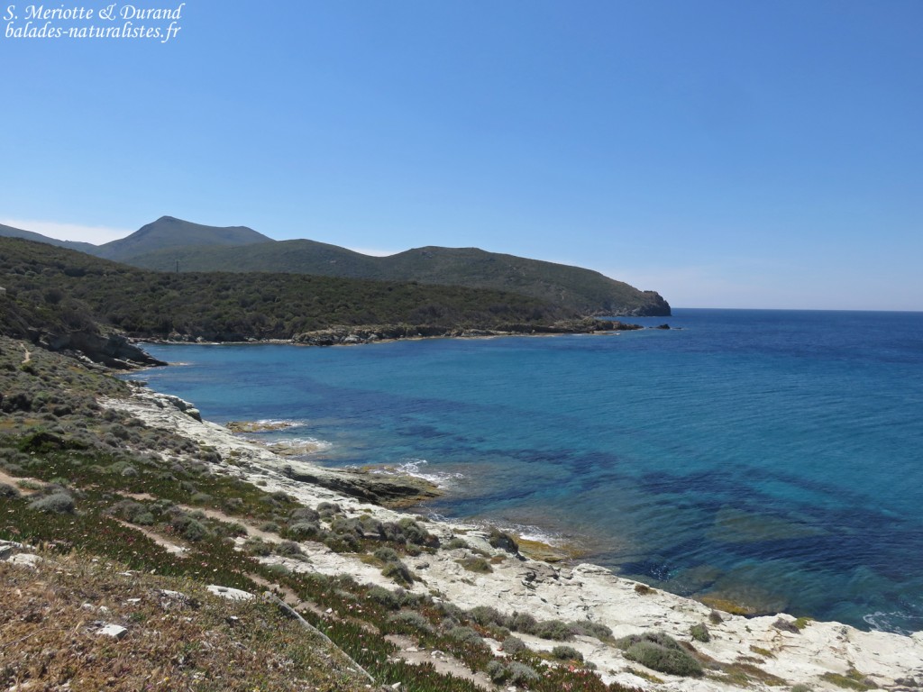 Cap corse
