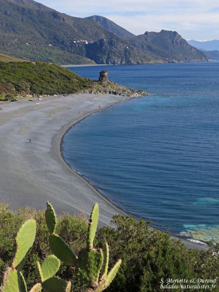 Plage d'Ogliastro, Cap corse