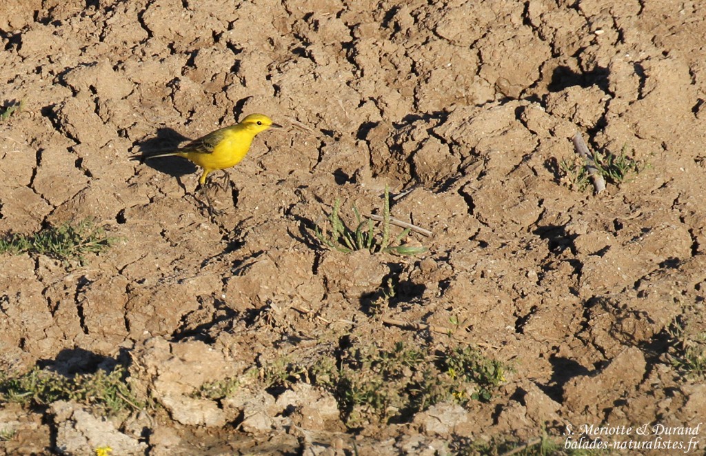 Bergeronnette flavéole, Parc national de Donana