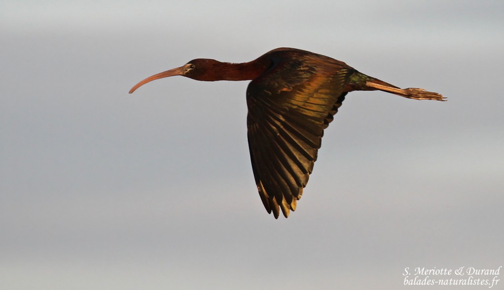 Ibis falcinelle, Donana