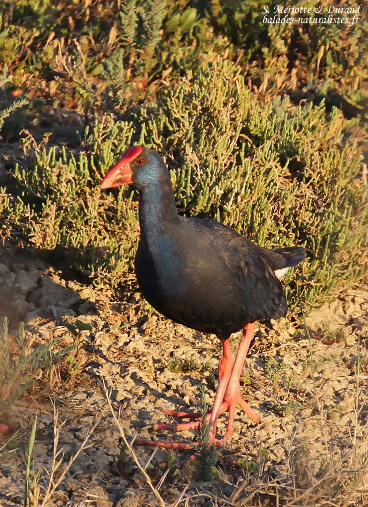 Talève sultane, Donana