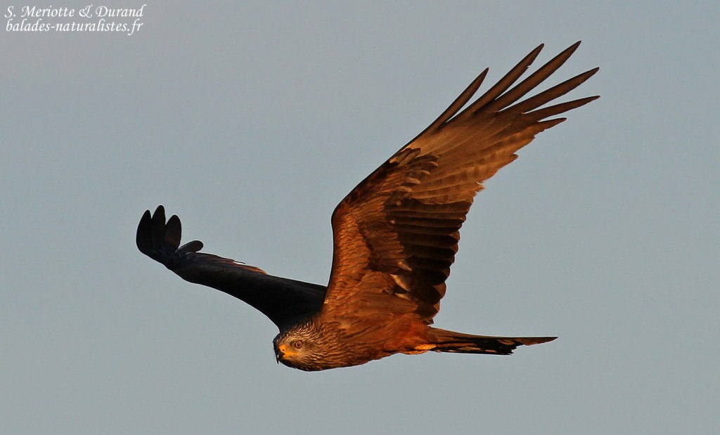 Milan noir, Parc national de Donana