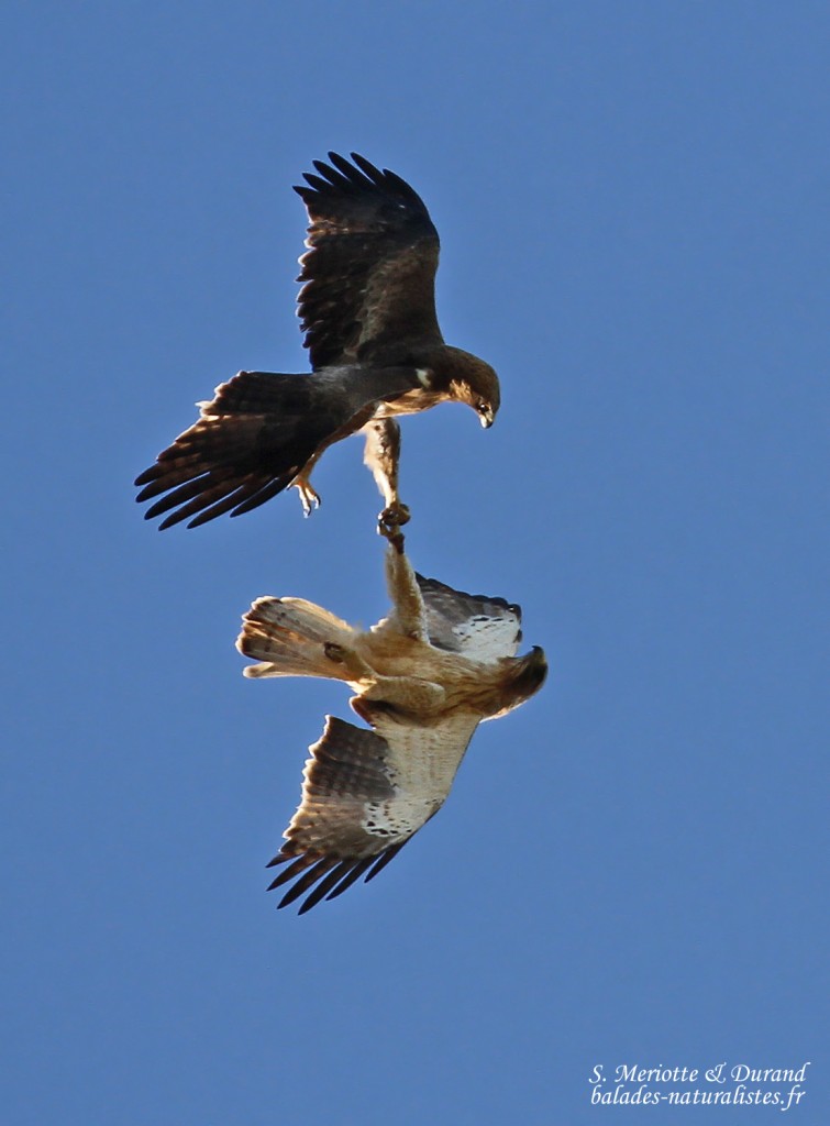 Couple d'Aigle botté, Parc national de Donana