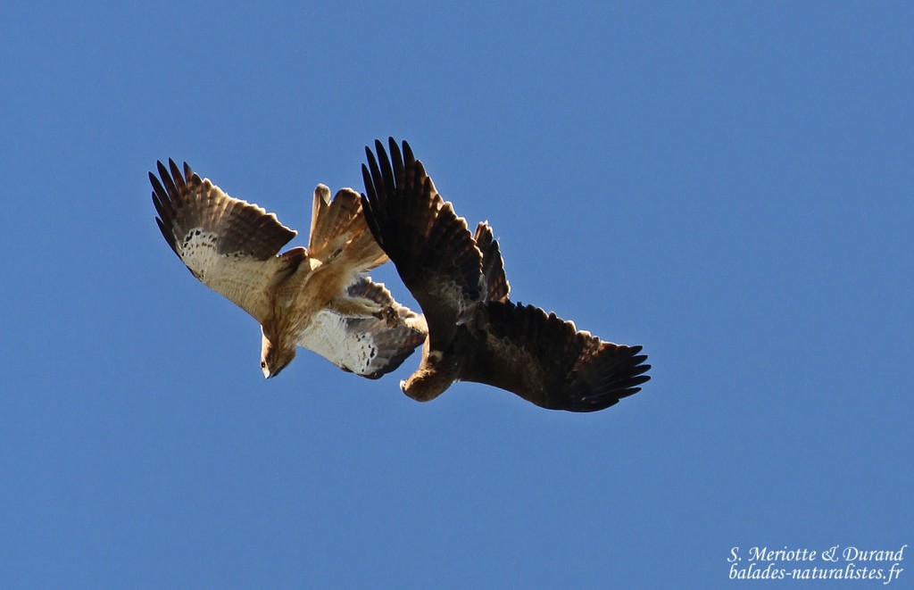 Couple d'Aigle botté, Parc national de Donana