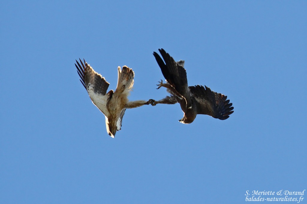 Couple d'Aigle botté, Parc national de Donana
