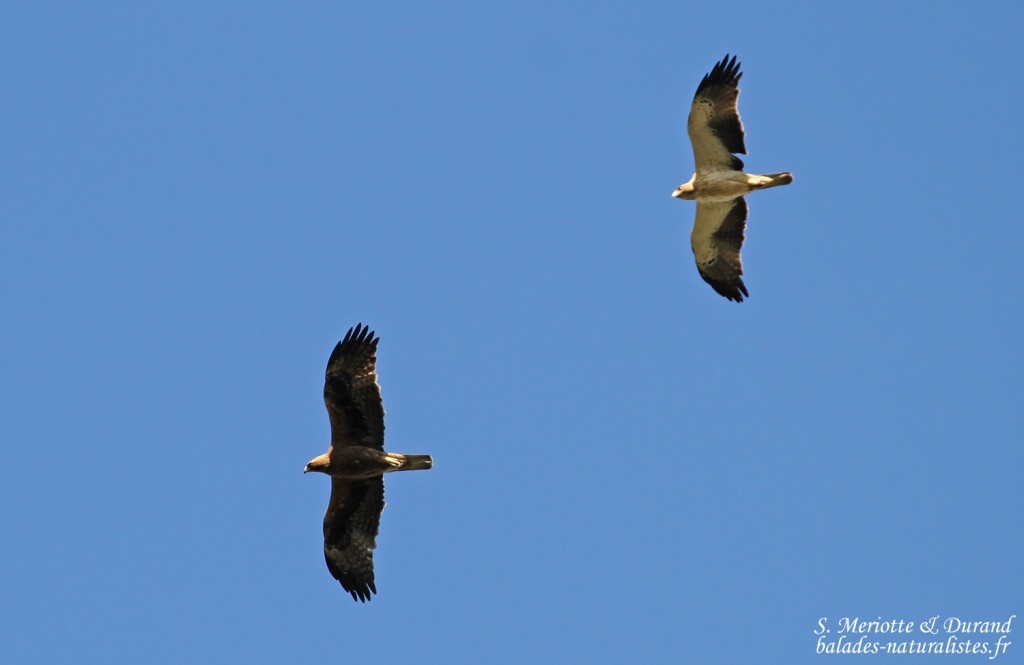 Couple d'Aigle botté, Parc national de Donana