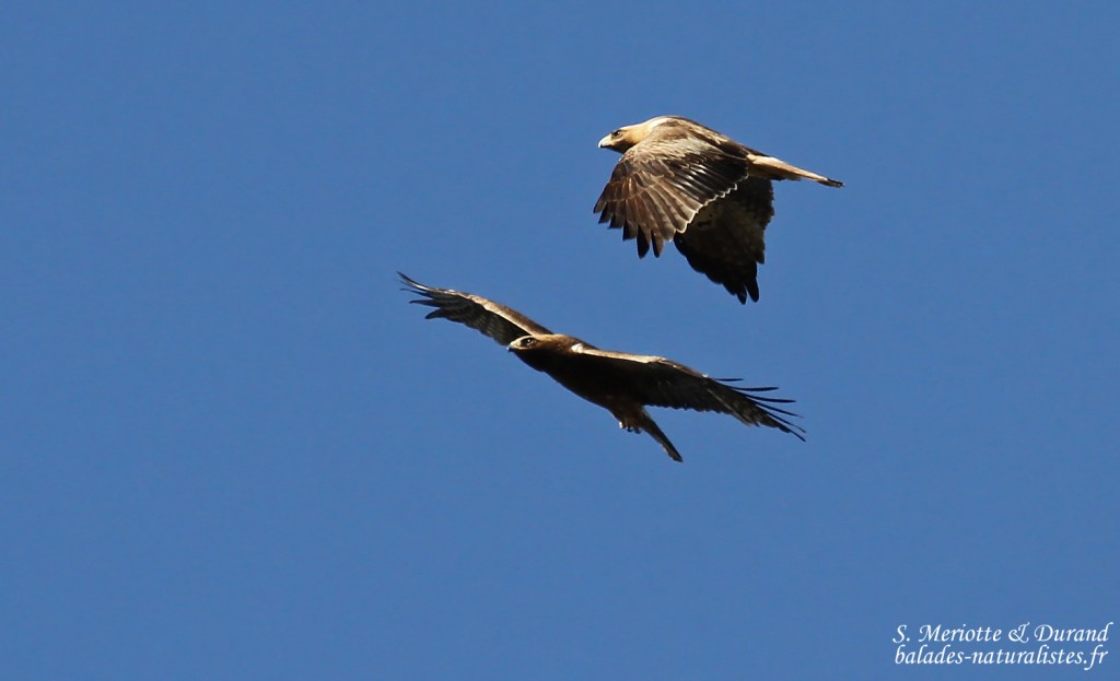Couple d'Aigle botté, Parc national de Donana