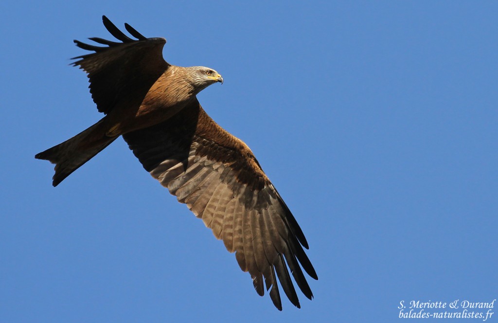 Milan noir, Parc national de Donana