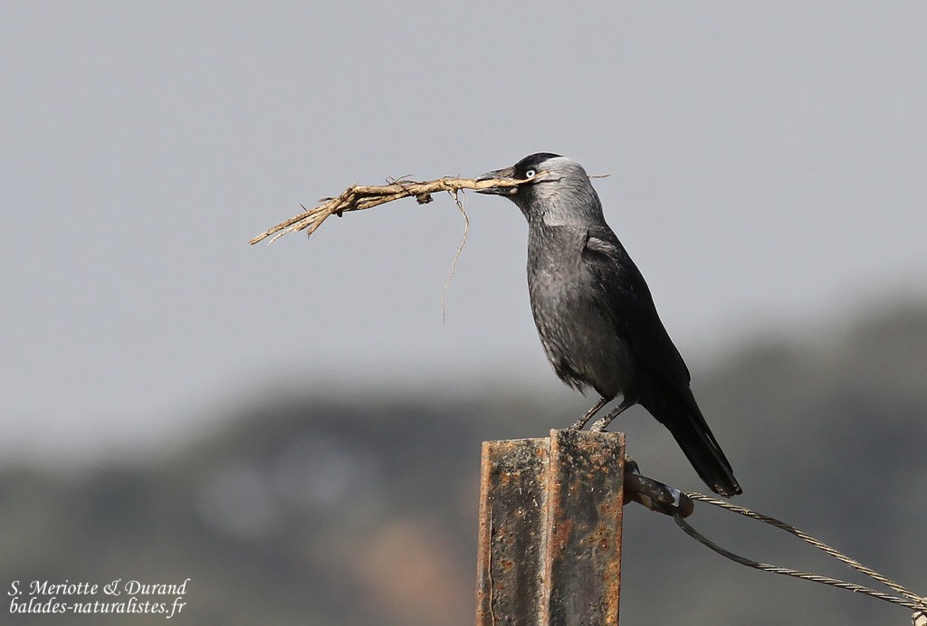 Choucas des tours, La Janda