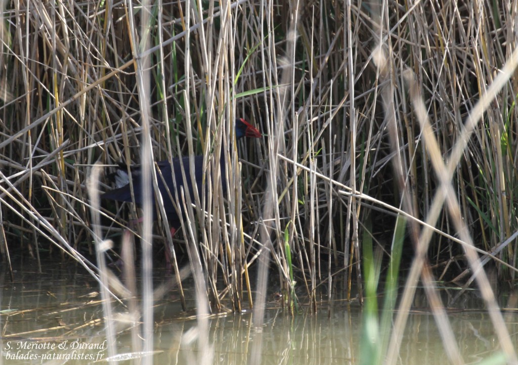 Talève sultane, La Janda