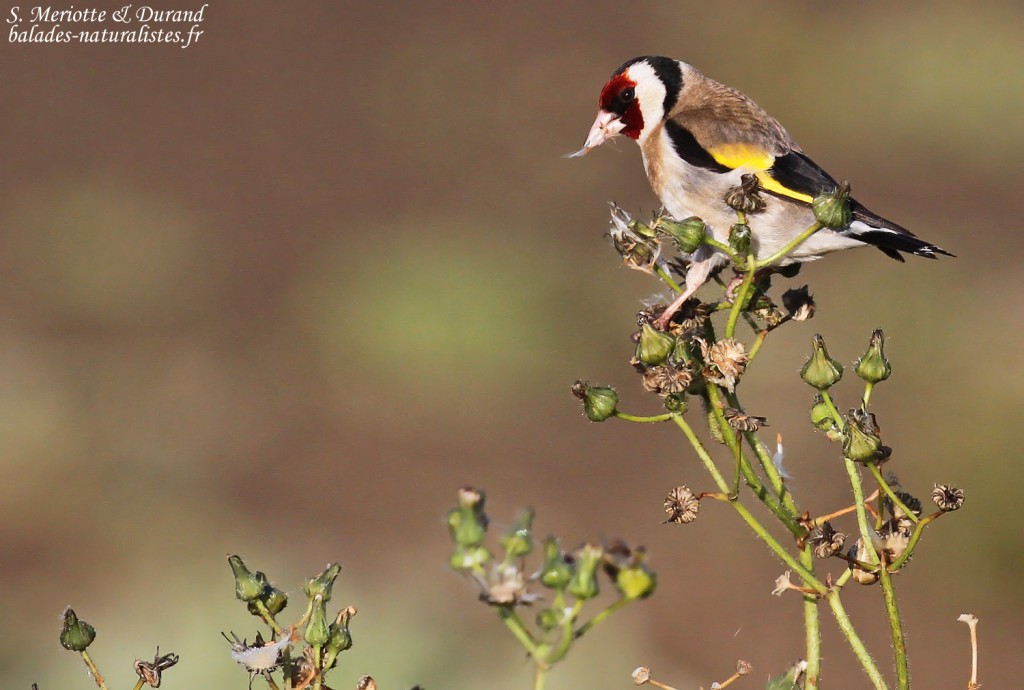 Chardonneret élégant, La Janda