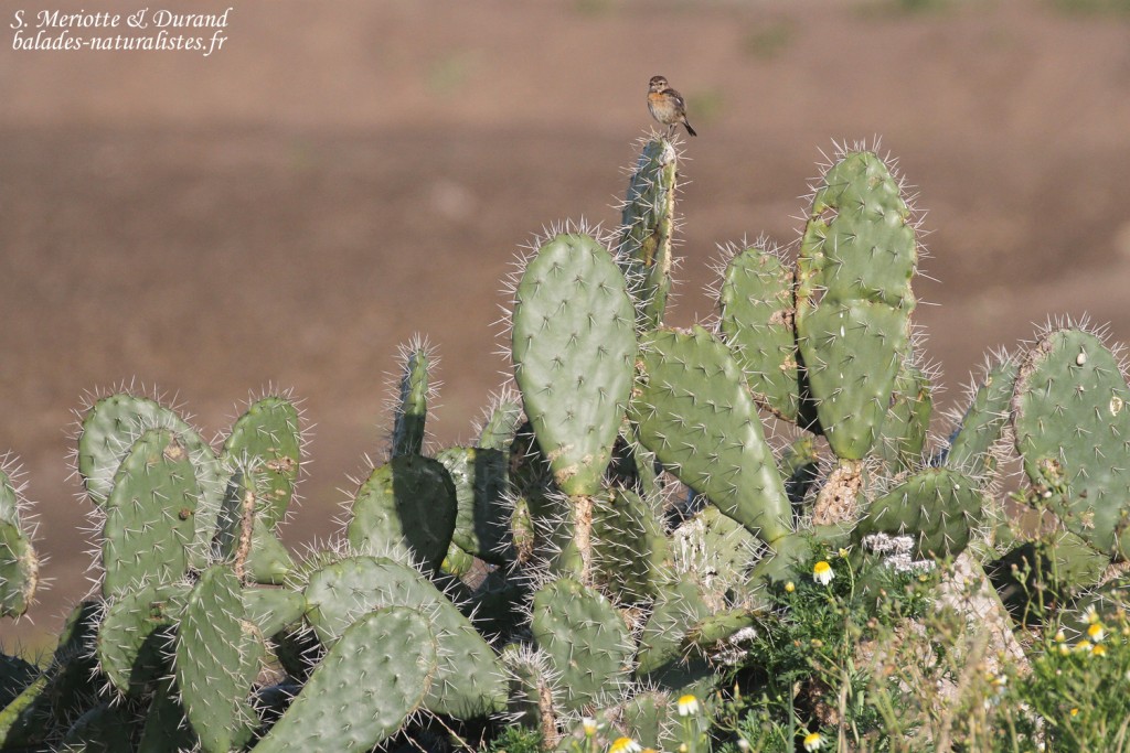 Tarier pâtre, La Janda