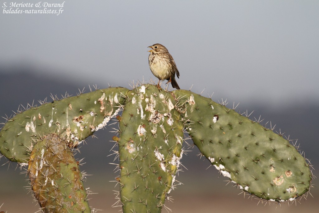 Bruant proyer, La Janda