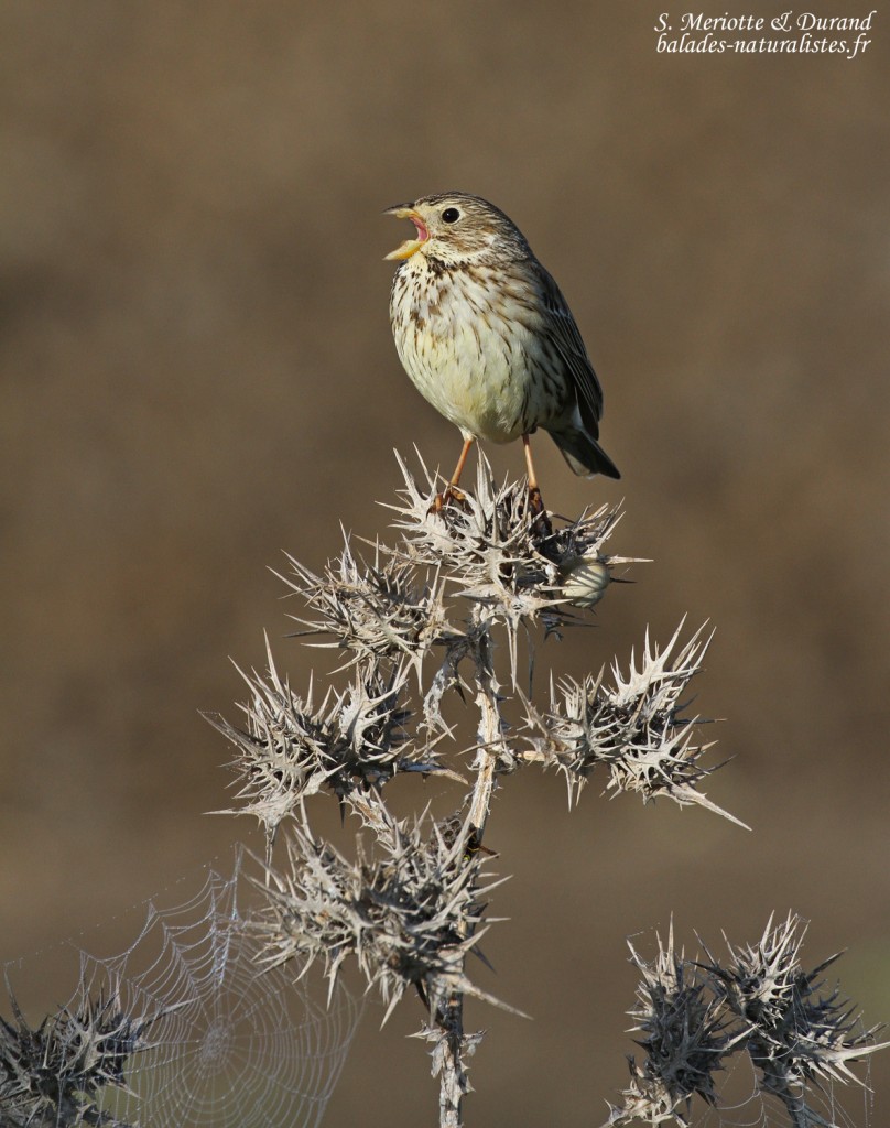 Bruant proyer, La Janda