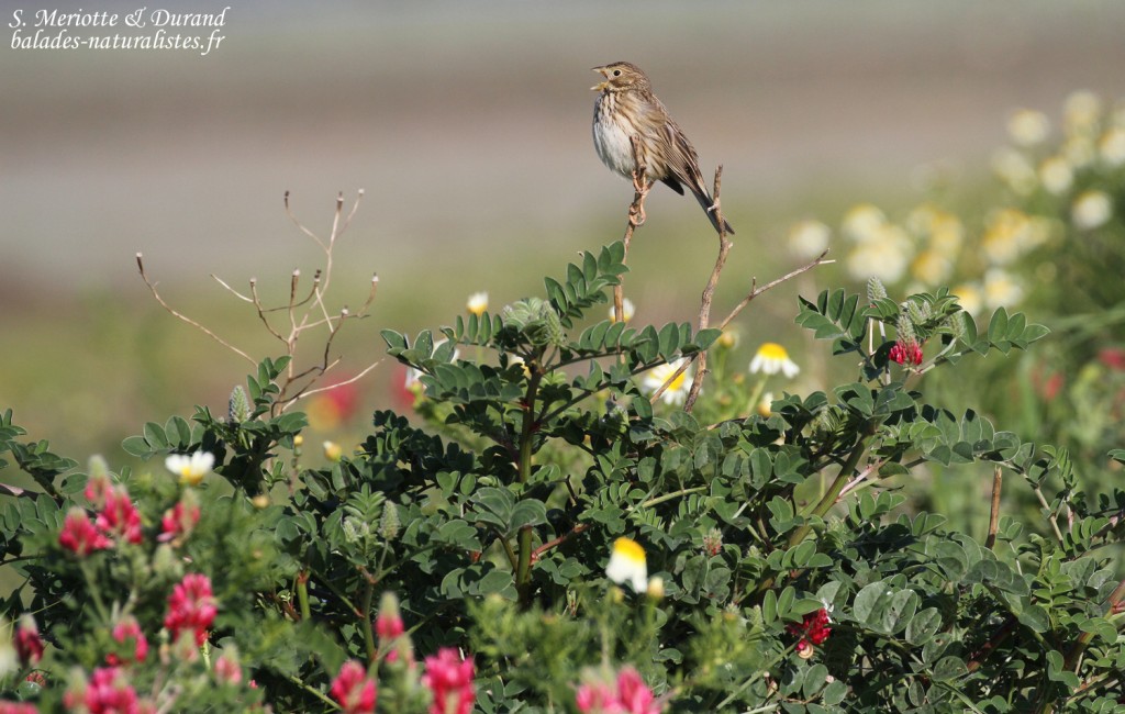 Bruant proyer, La Janda